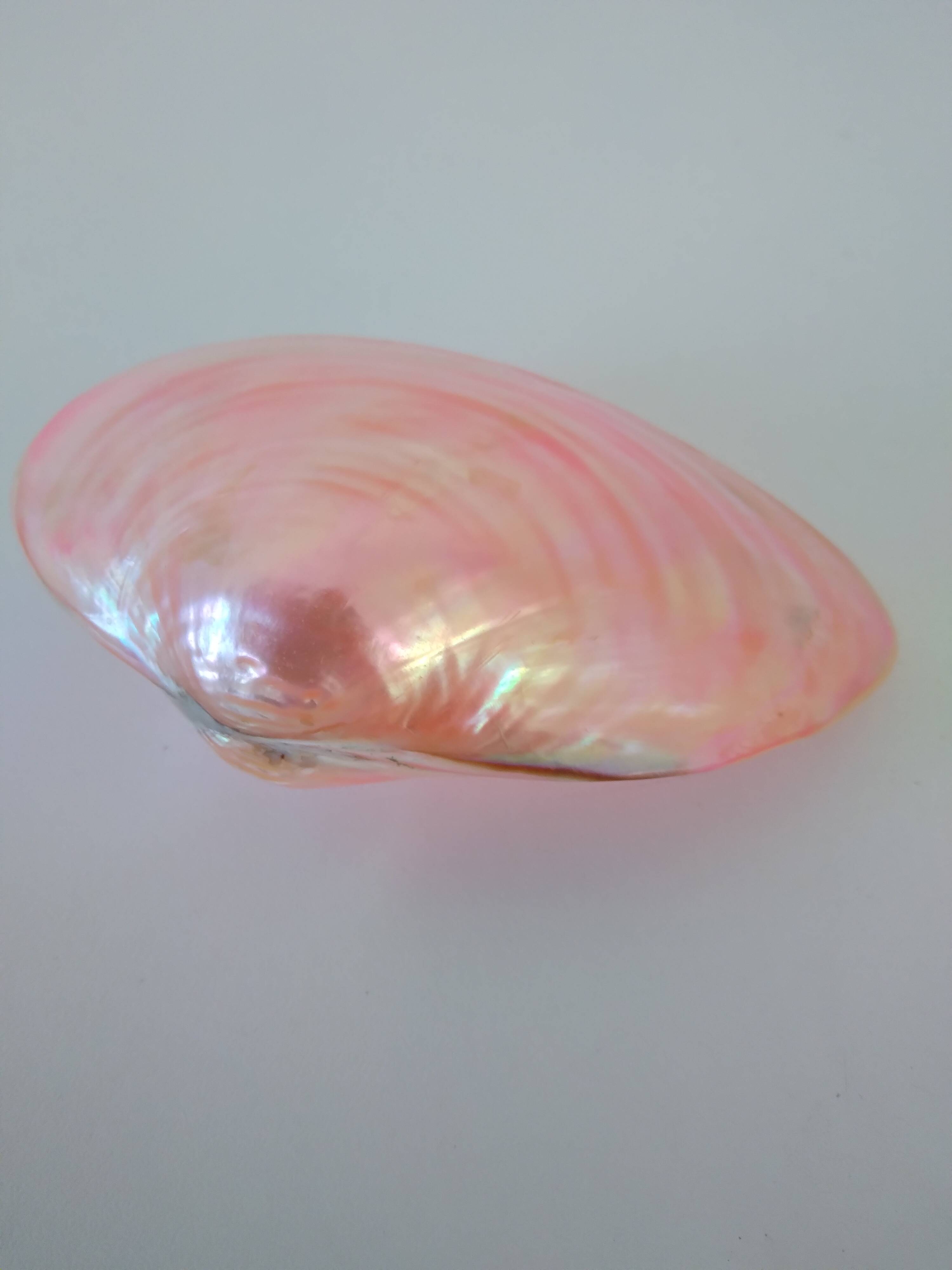 Pink mother-of-pearl Tellina shell