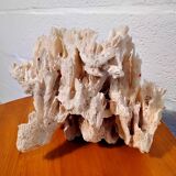 White coral