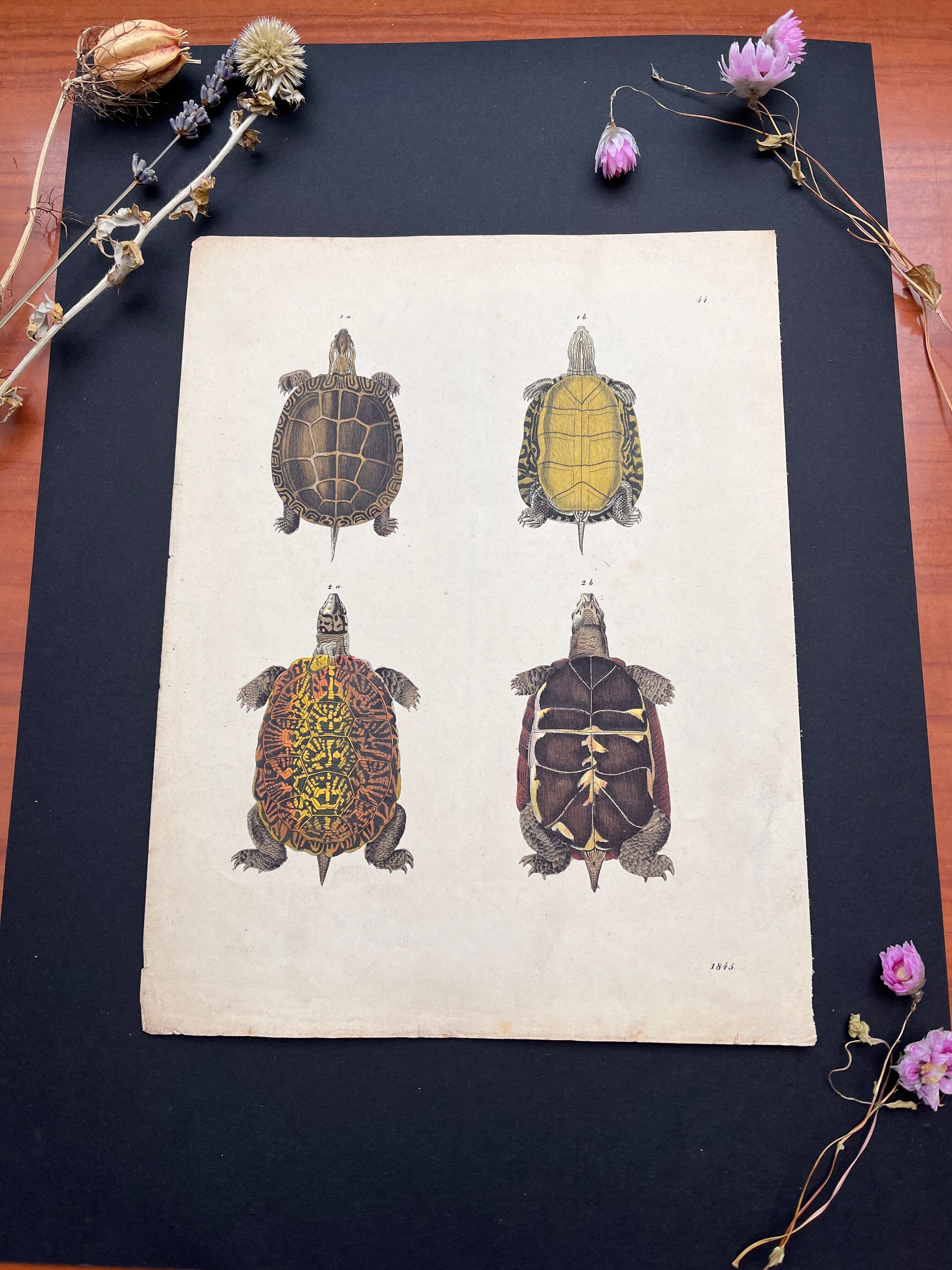 Affiche lithographie tortues