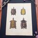 Affiche lithographie tortues