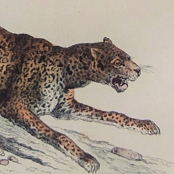 ORIGINAL ZOOLOGICAL PLATE OF 1839 " Tiger & Panther "
