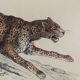 ORIGINAL ZOOLOGICAL PLATE OF 1839 " Tiger & Panther "