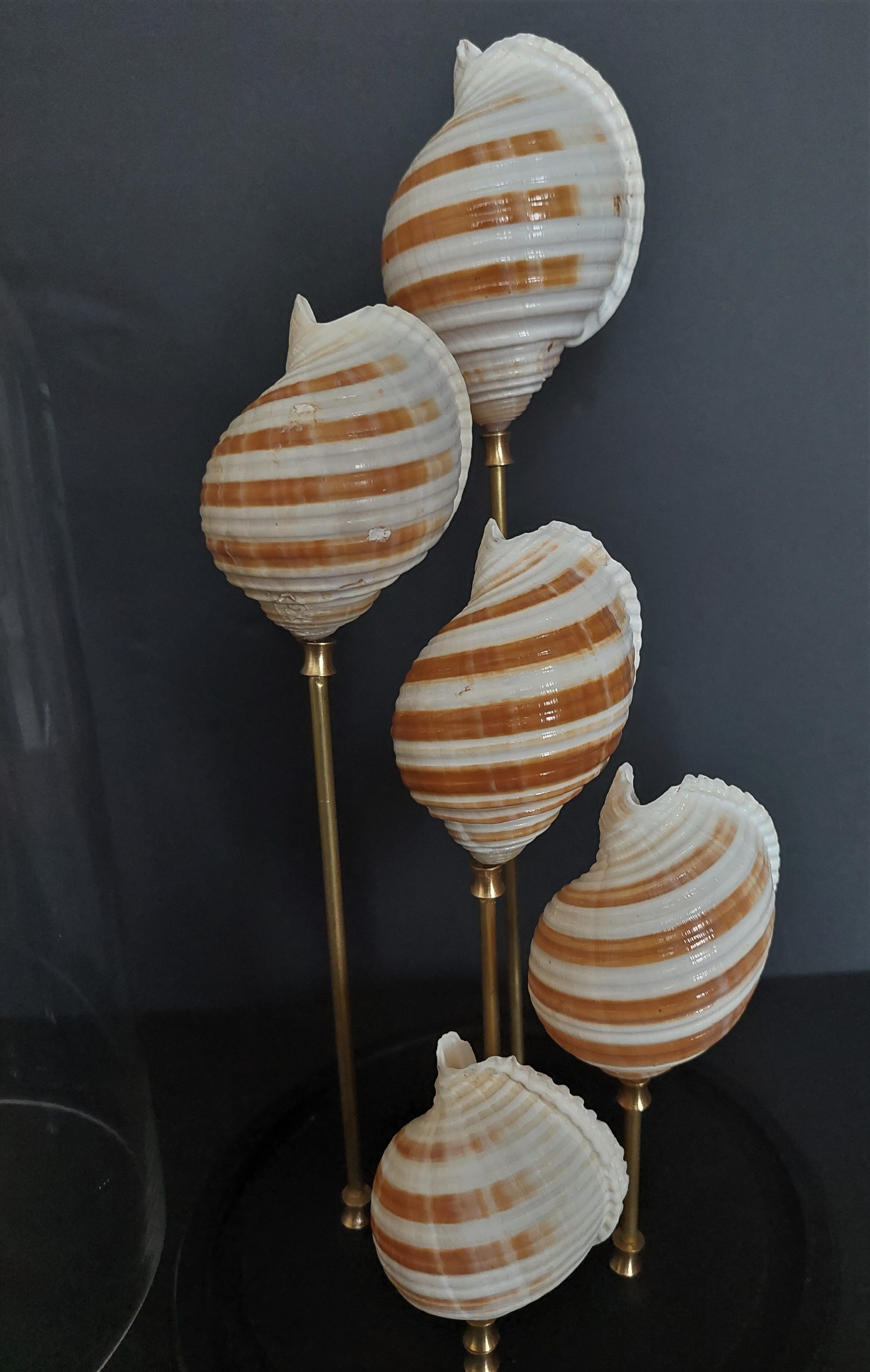 Cabinet of Curiosities globe shells tonna sulcosa