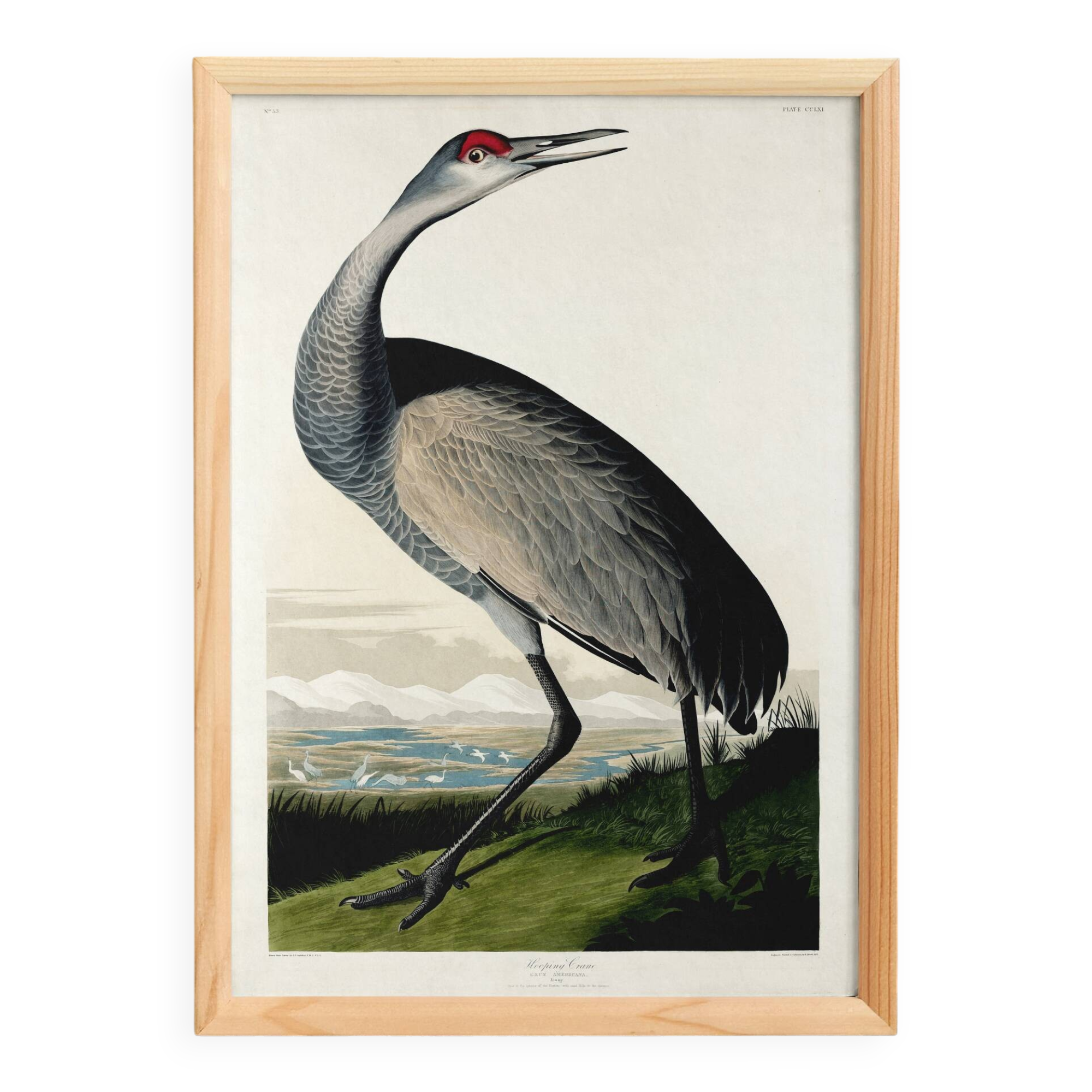 Poster about the American Crane, based on an old engraving from 1827.