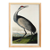 Poster about the American Crane, based on an old engraving from 1827.