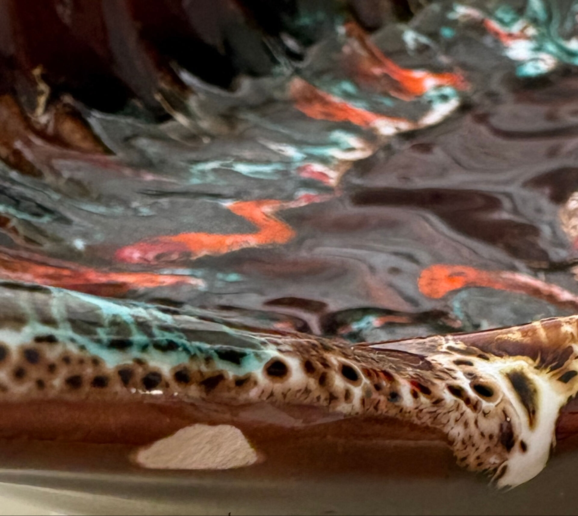 Large Vallauris bowl in glazed ceramic, free form – vintage