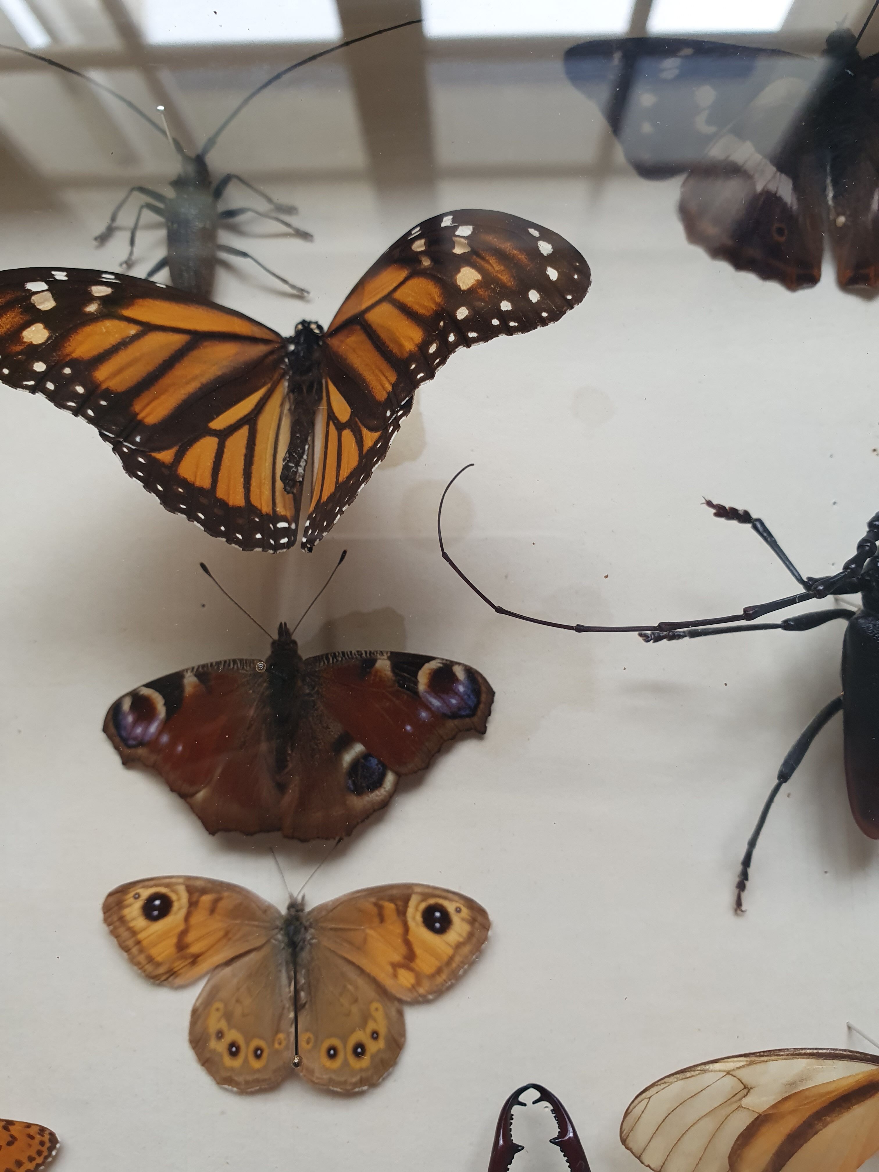 Butterfly showcase old collection