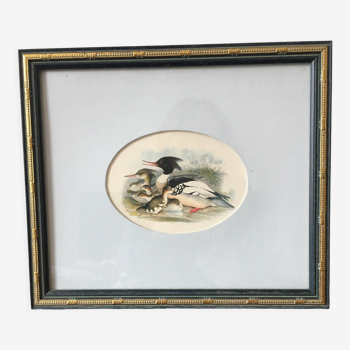 Lithograph after John Gould (1804-1881) Red-breasted Merganser