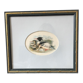 Lithographie d’après John Gould (1804-1881) Oiseau palmipède Harles huppés