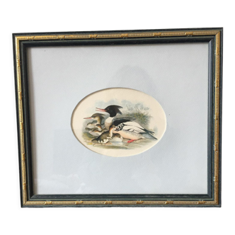 Lithograph after John Gould (1804-1881) Red-breasted Merganser