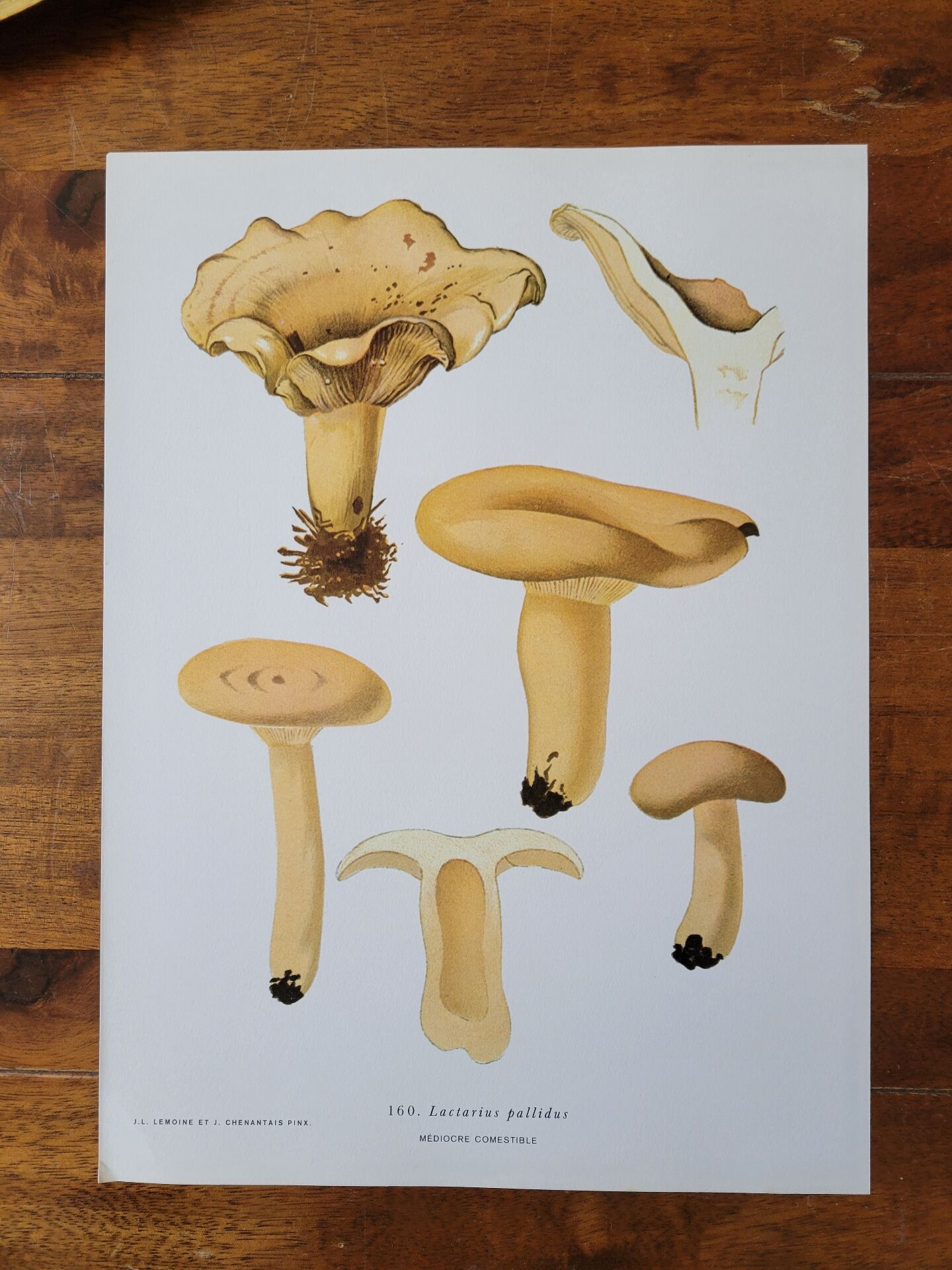 Planche lithographique champignon Lactaire, 1960