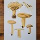Planche lithographique champignon Lactaire, 1960