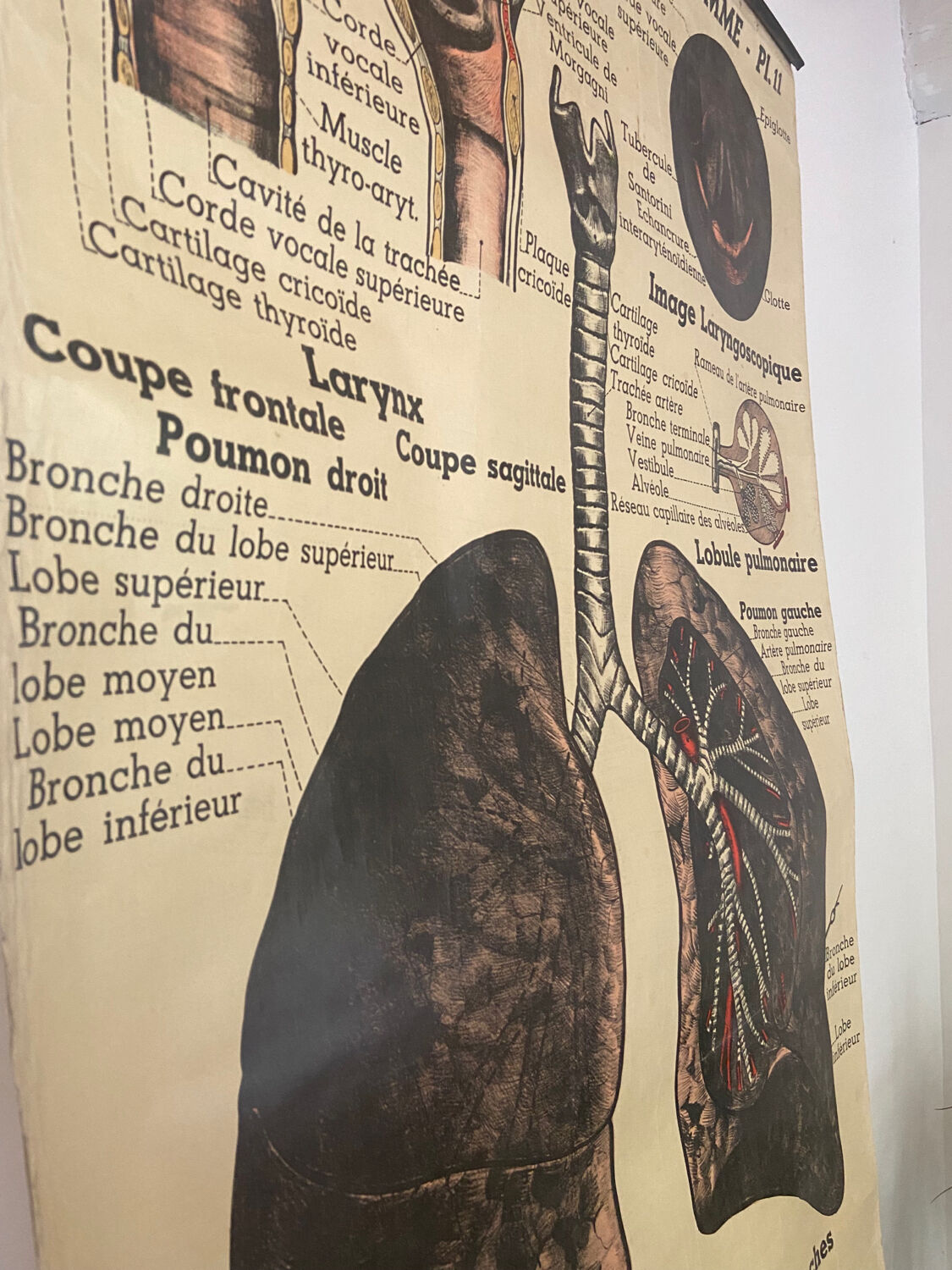 Anatomical chart of the respiratory system 1930s