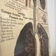 Anatomical chart of the respiratory system 1930s