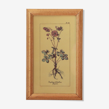 Botanical illustration frame