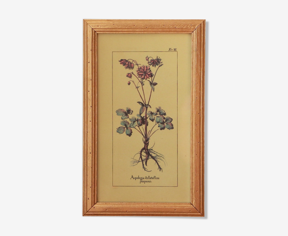 Cadre illustration botanique