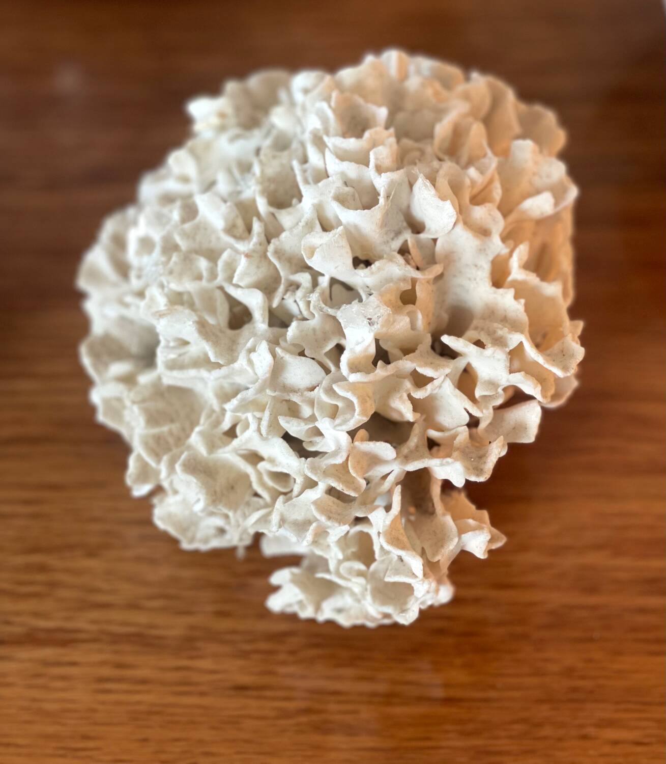 Ancient coral