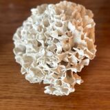 Corail ancien
