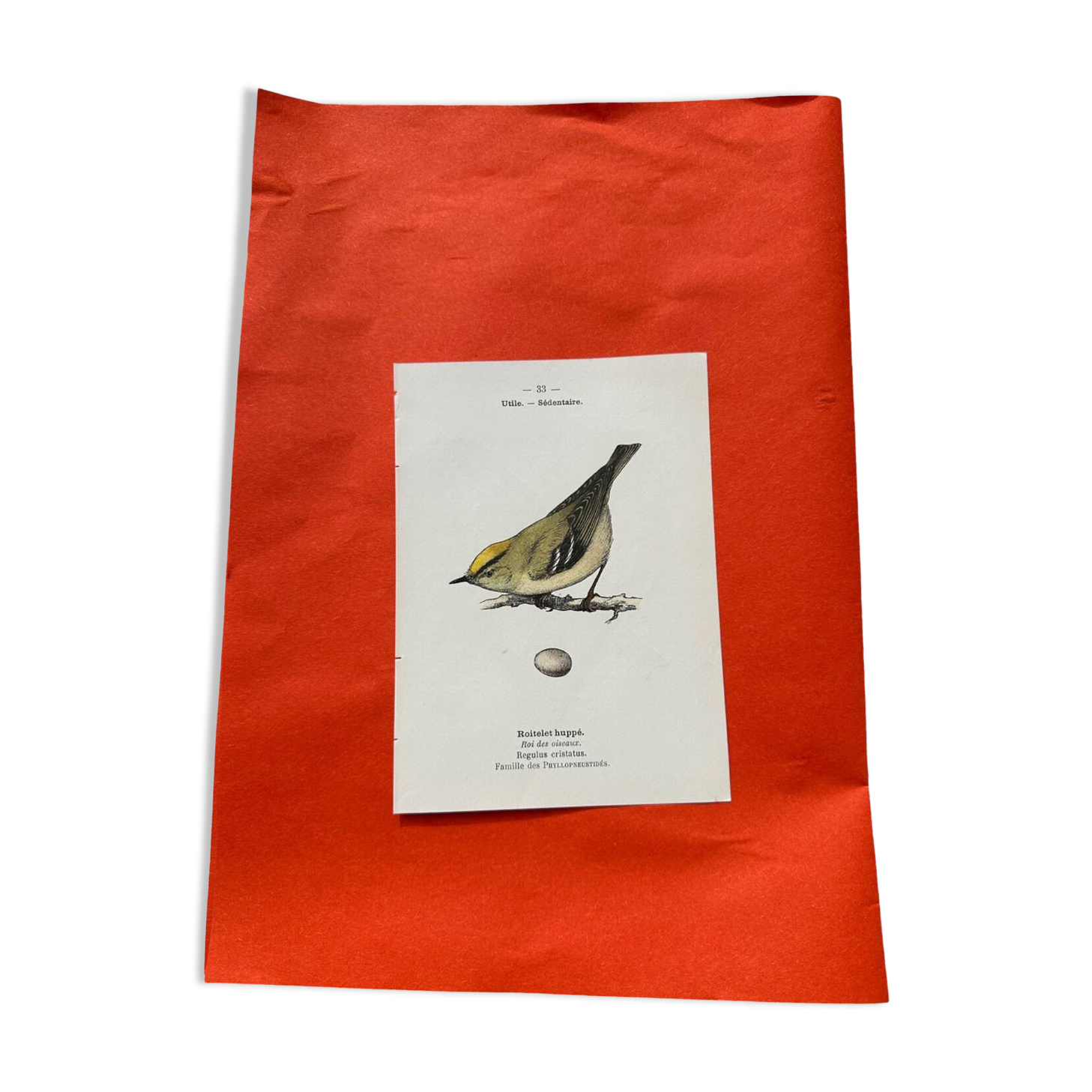 Naturalist engraving double-sided birds botanical plate