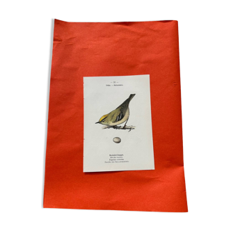 Naturalist engraving double-sided birds botanical plate