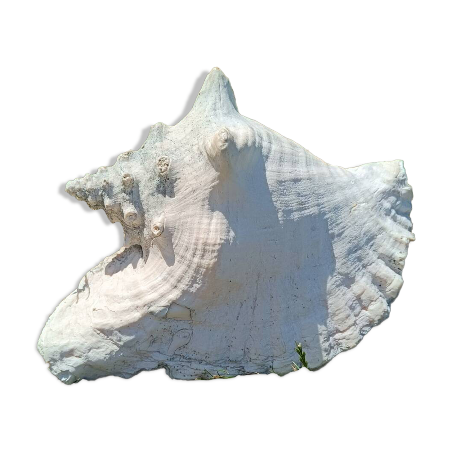 Conque marine blanche légèrement rosée