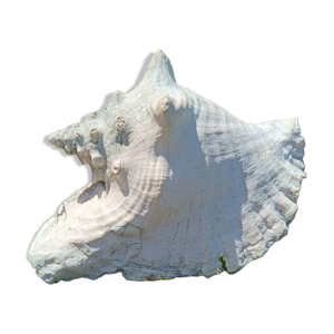 Conque marine blanche