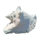Conque marine blanche légèrement rosée