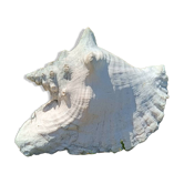 Conque marine blanche légèrement rosée