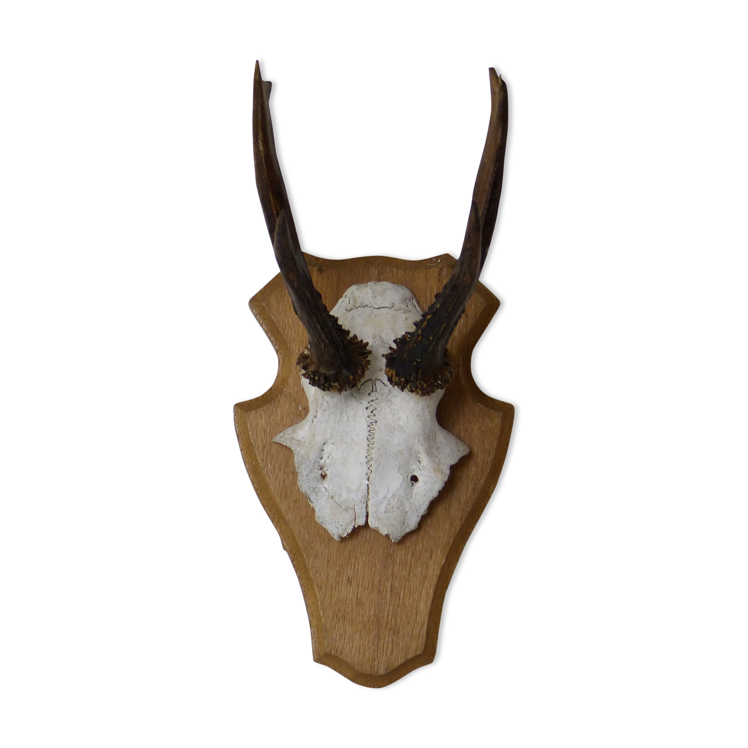 Deer massacre trophy