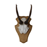 Deer massacre trophy