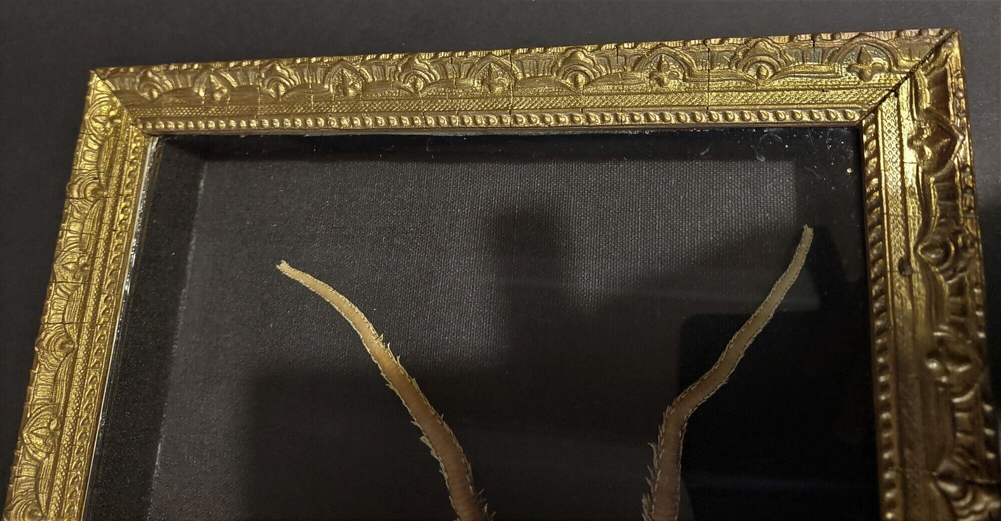 Natural History cabinet of curiosities frame with ophiiure ophiacantha vivipara