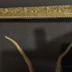 Natural History cabinet of curiosities frame with ophiiure ophiacantha vivipara