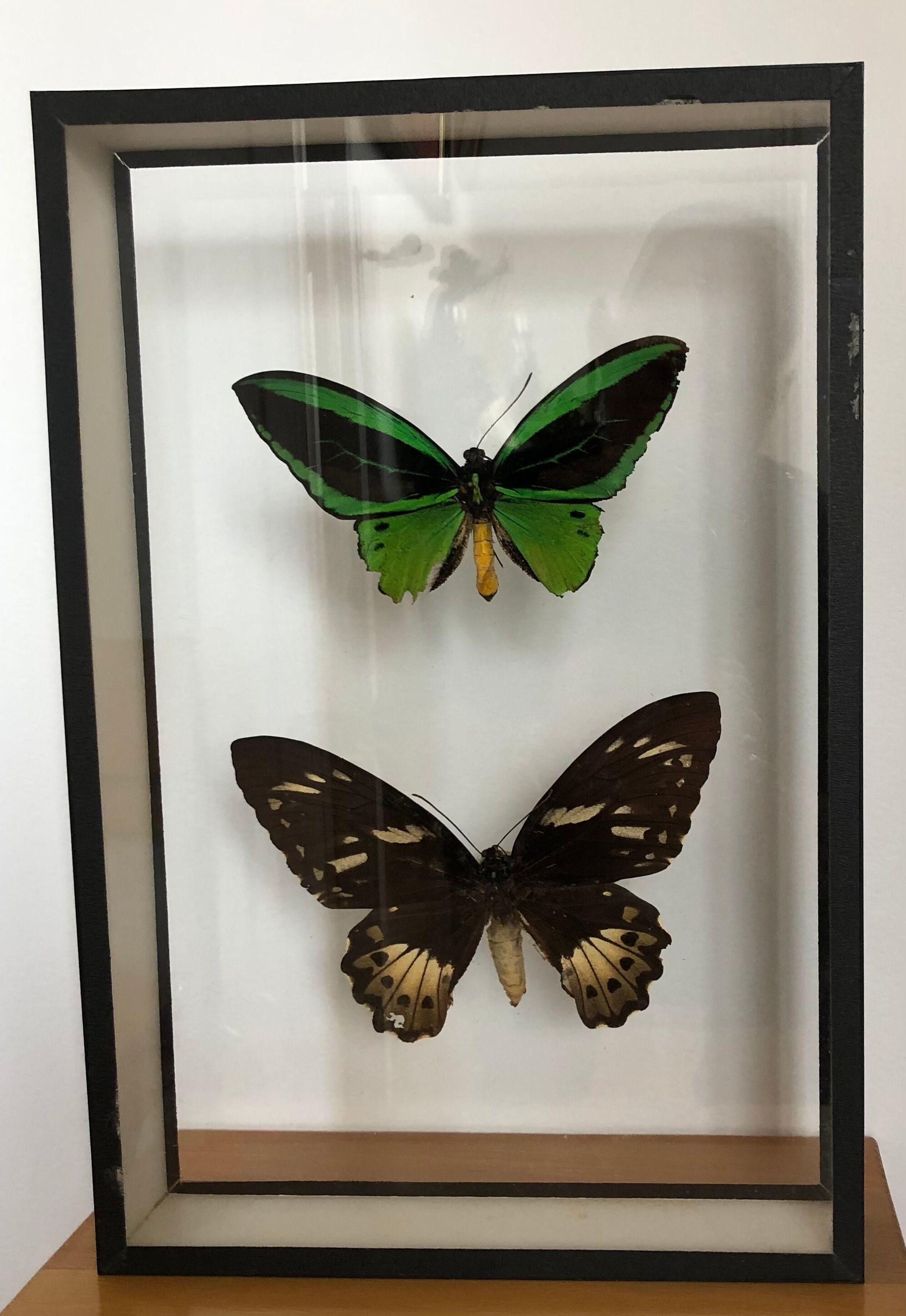 Naturalized Butterflies