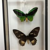 Naturalized Butterflies