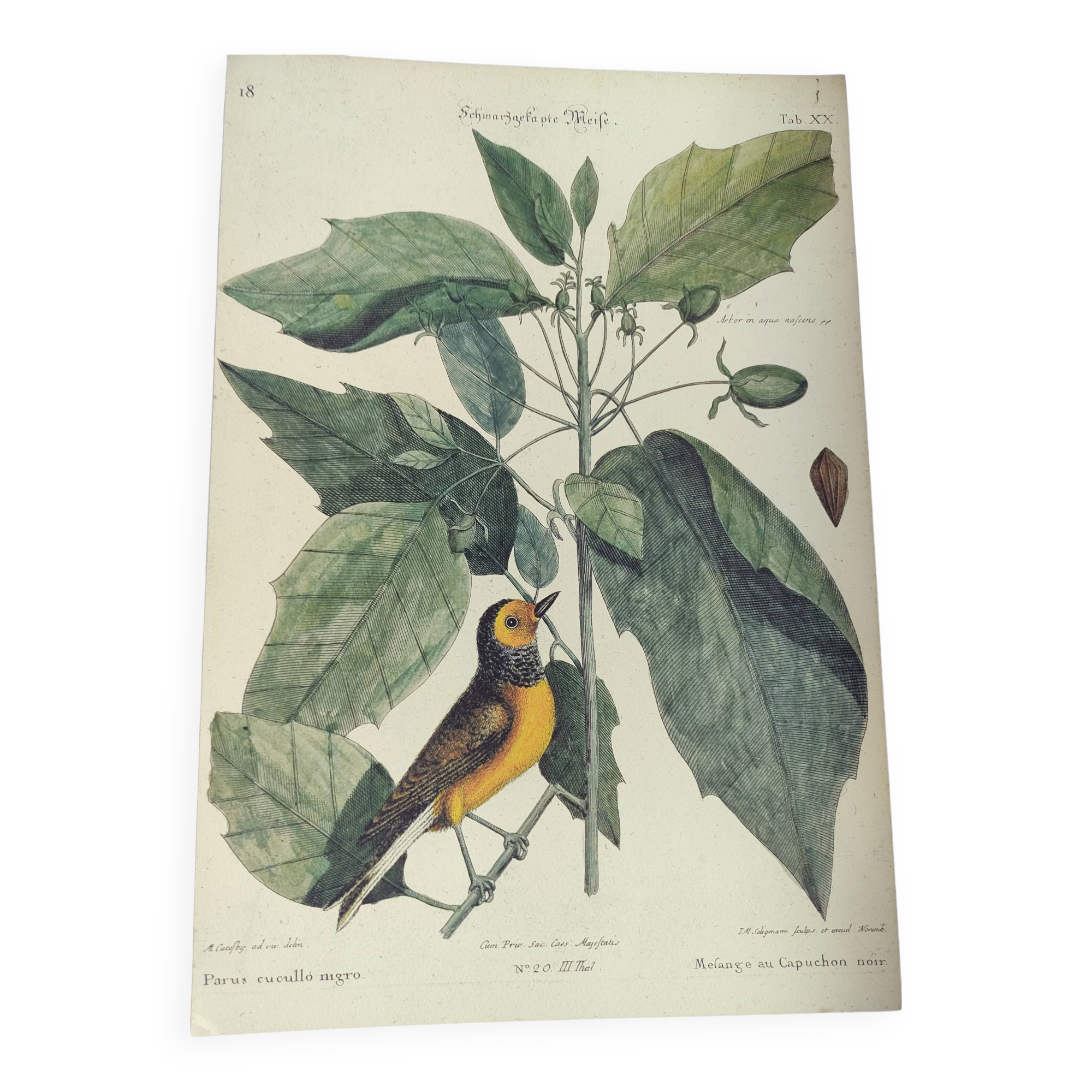 Antique bird engraving from 1973 - Black-capped Tit - Zoological plate by Seligmann & Catesby