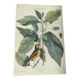 Antique bird engraving from 1973 - Black-capped Tit - Zoological plate by Seligmann & Catesby