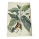 Antique bird engraving from 1973 - Black-capped Tit - Zoological plate by Seligmann & Catesby