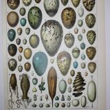 Lithograph • eggs, birds, animals, zoology • Original lithograph from 1898