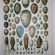 Lithograph • eggs, birds, animals, zoology • Original lithograph from 1898