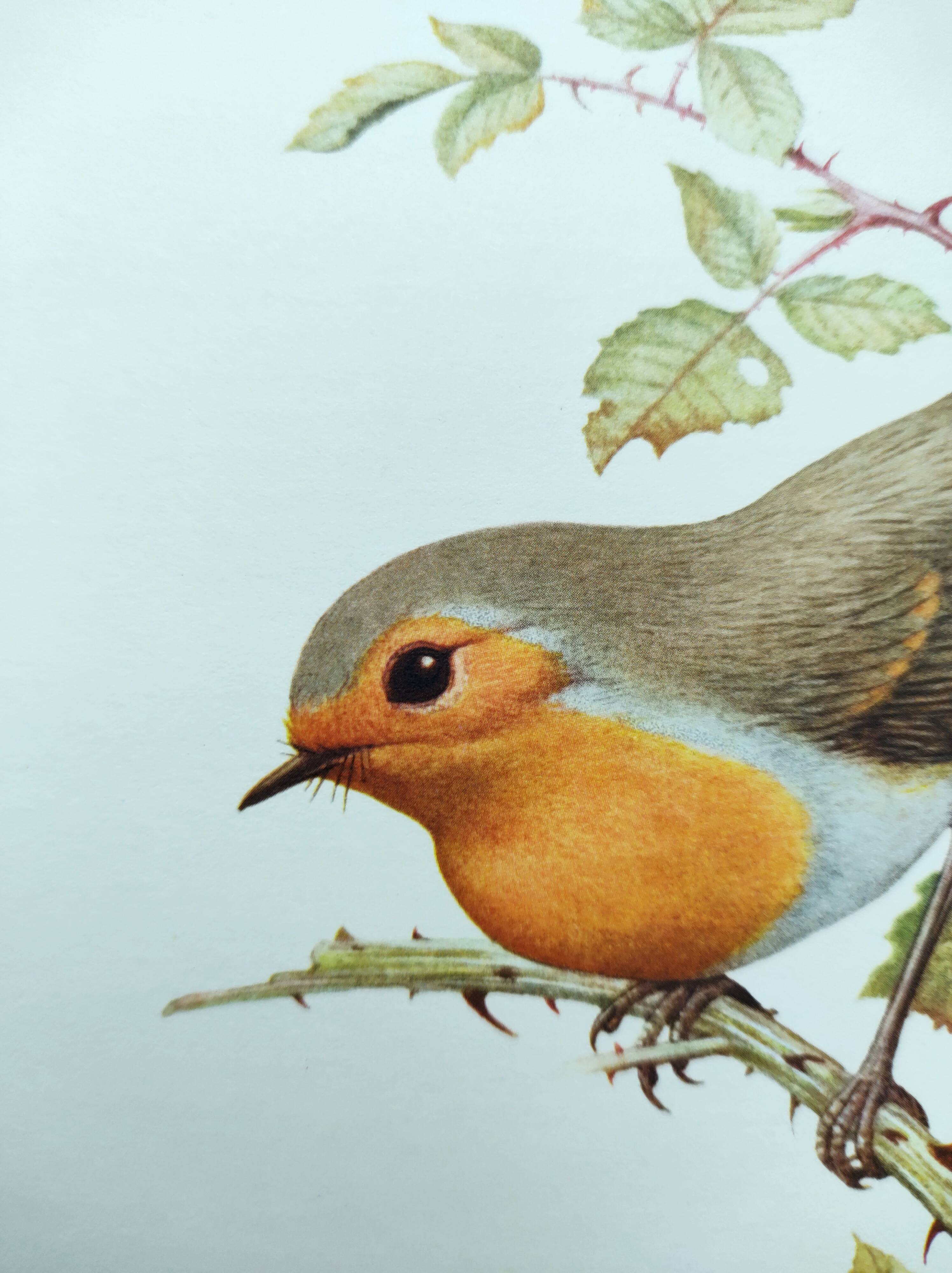Old bird board 1960s - Familiar robin - Animal illustration