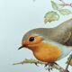 Old bird board 1960s - Familiar robin - Animal illustration