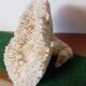 Corail blanc ancien