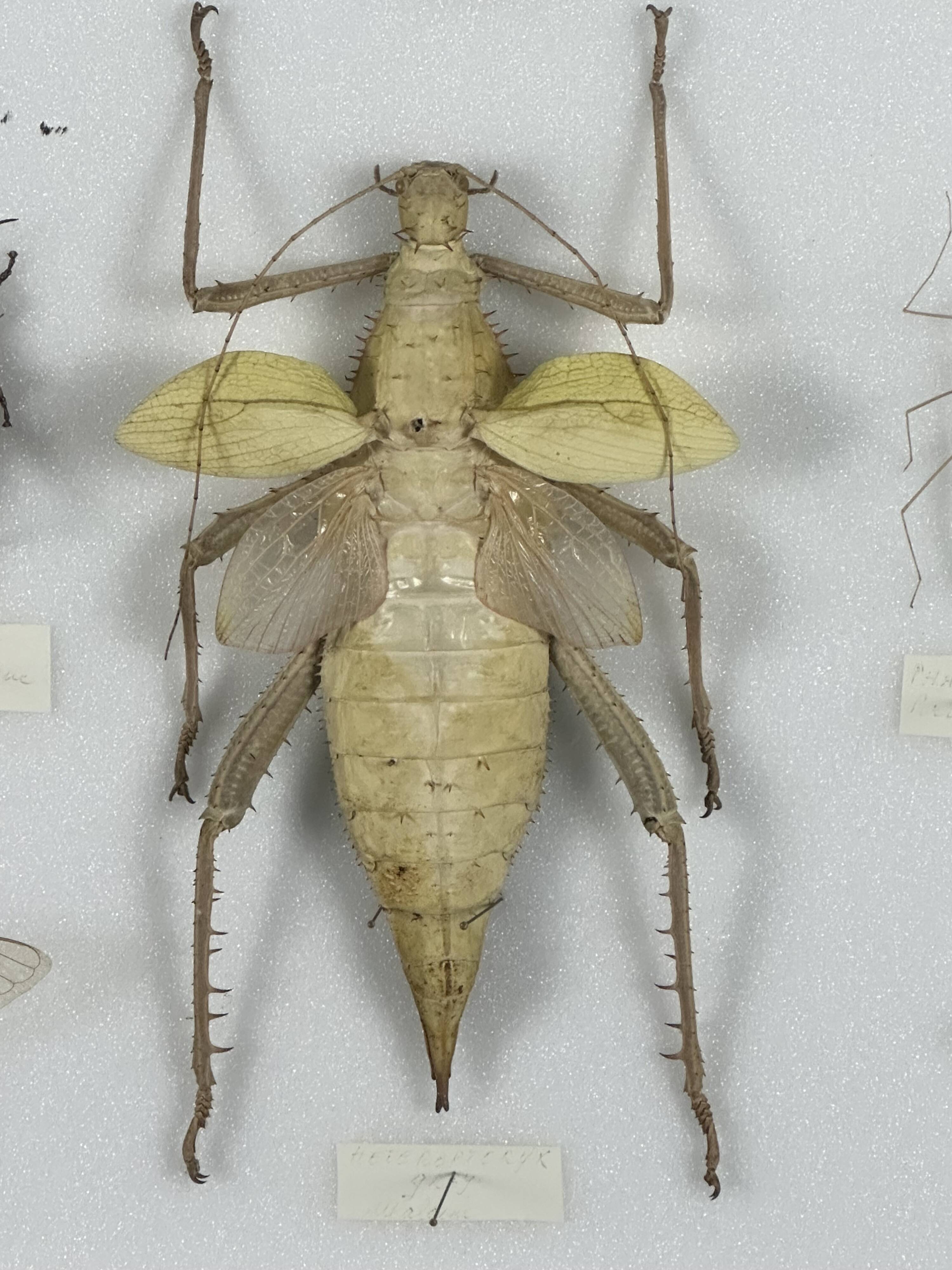 Old entomological insect frame 13 species