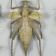 Old entomological insect frame 13 species