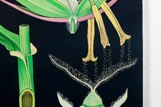 Vintage school chart rye botanical poster by Jung Koch Quentell for Hagemann 1960s