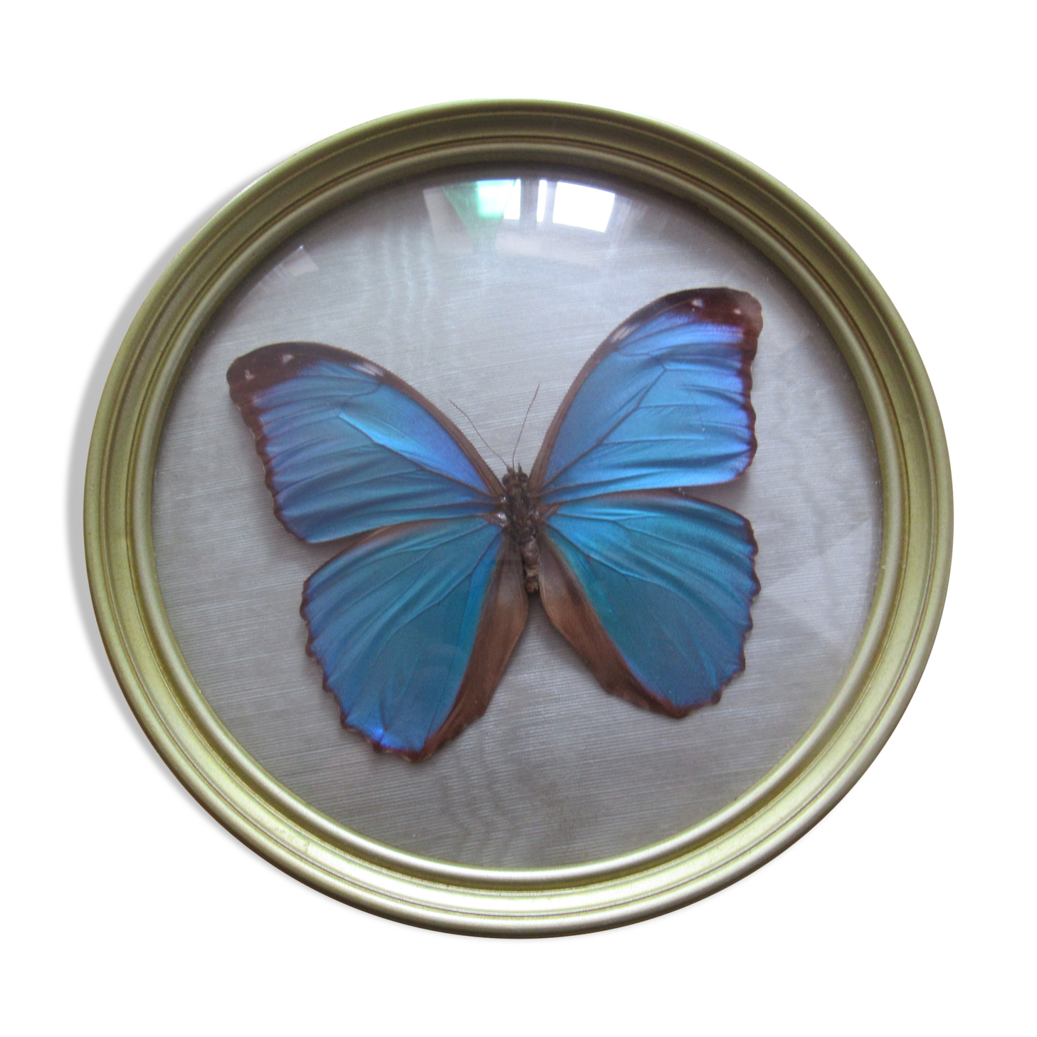 Butterfly morpho menelaus  taxidermy (Brazil)