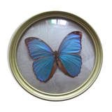 Butterfly morpho menelaus  taxidermy (Brazil)
