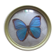 Butterfly morpho menelaus  taxidermy (Brazil)
