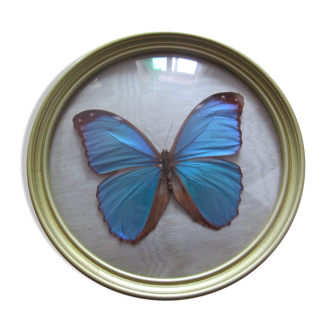 Butterfly morpho menelaus  taxidermy (Brazil)