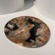 Large empty pocket or dish in petrified wood